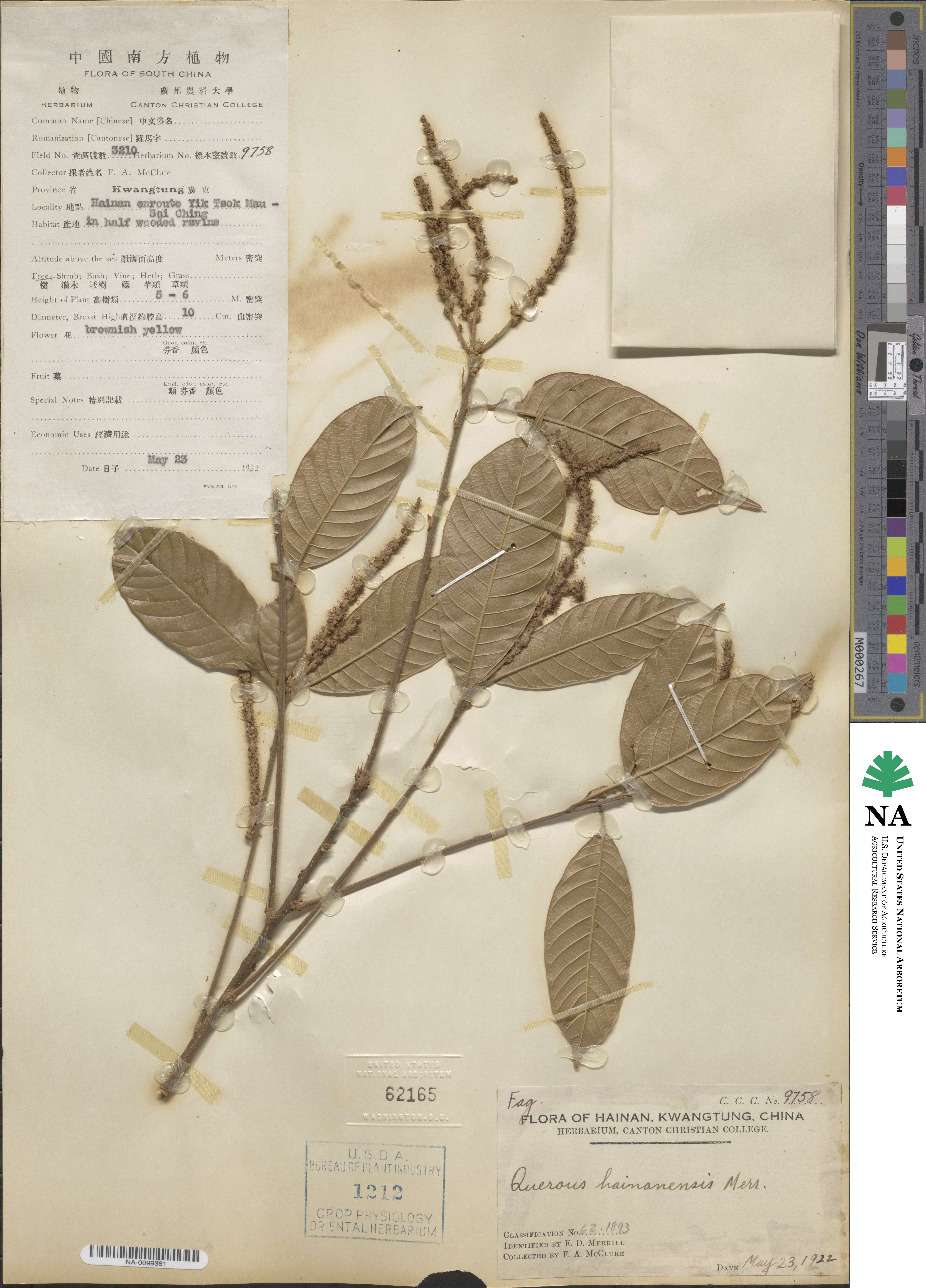 Lithocarpus corneus image