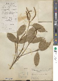 Lithocarpus corneus var. hainanensis image