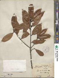 Image of Lithocarpus harlandii