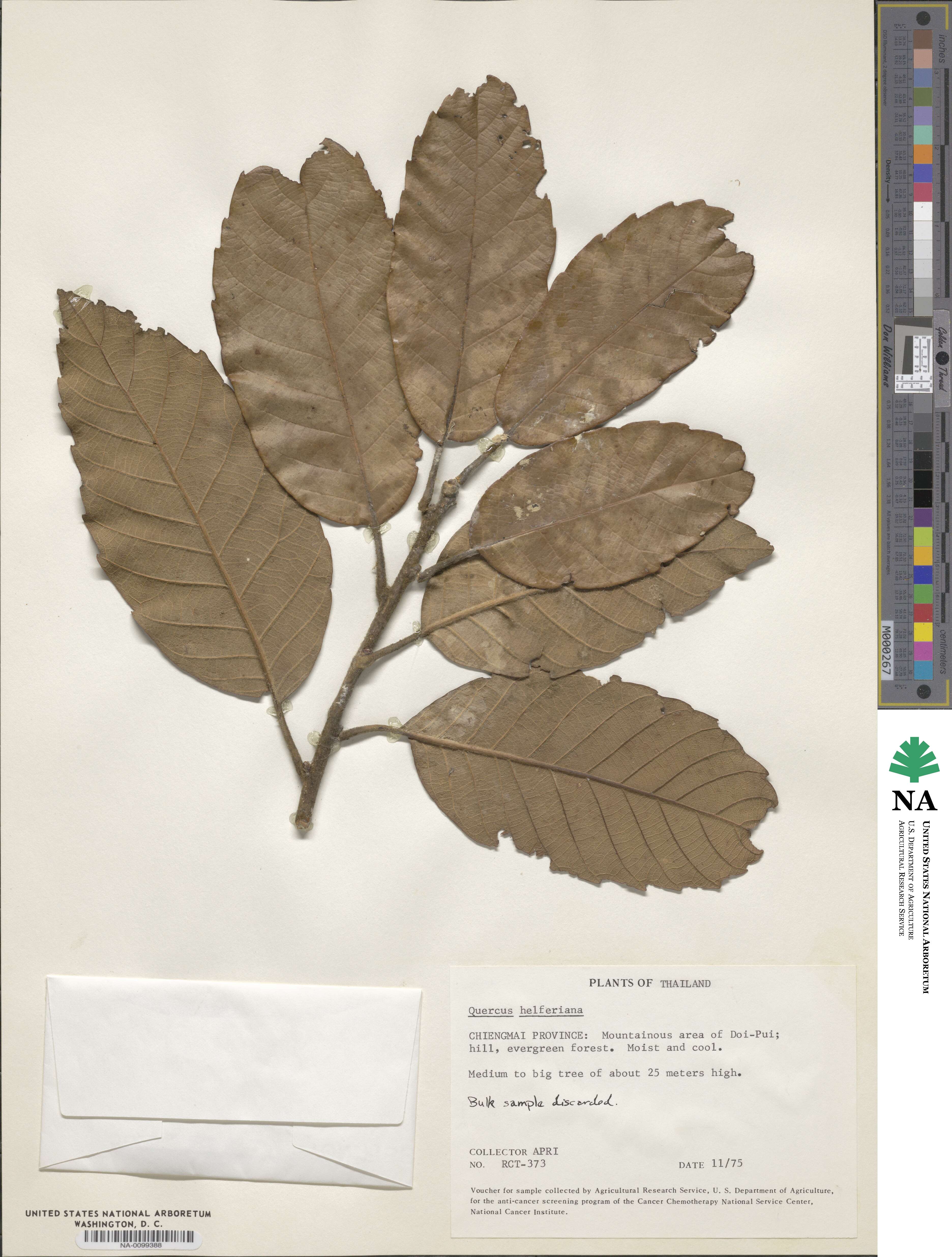 Quercus helferiana image