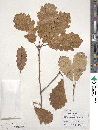 Quercus petraea subsp. polycarpa image