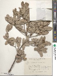 Quercus infectoria image