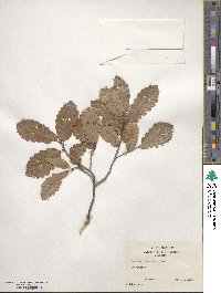 Quercus infectoria image