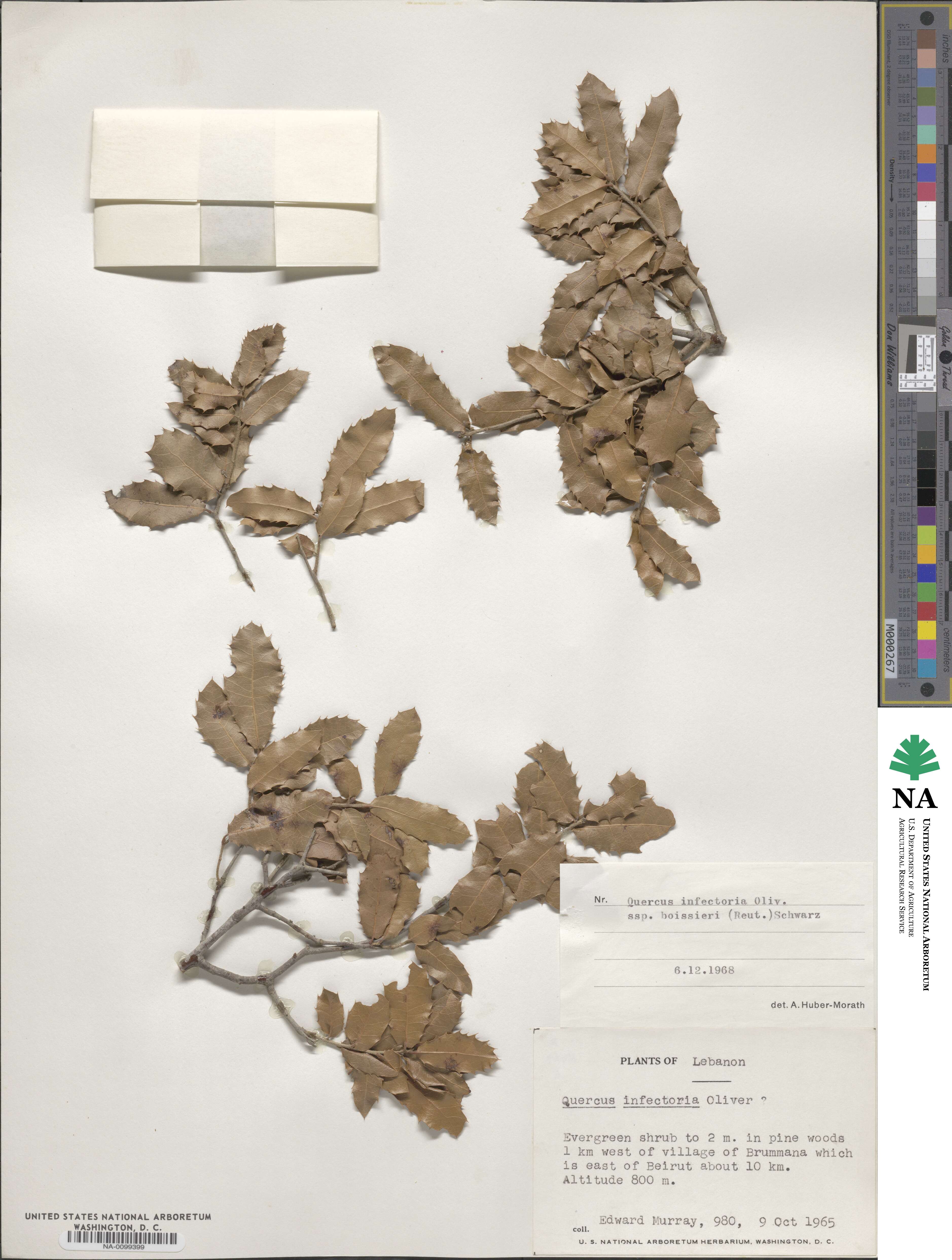 Quercus infectoria subsp. veneris image