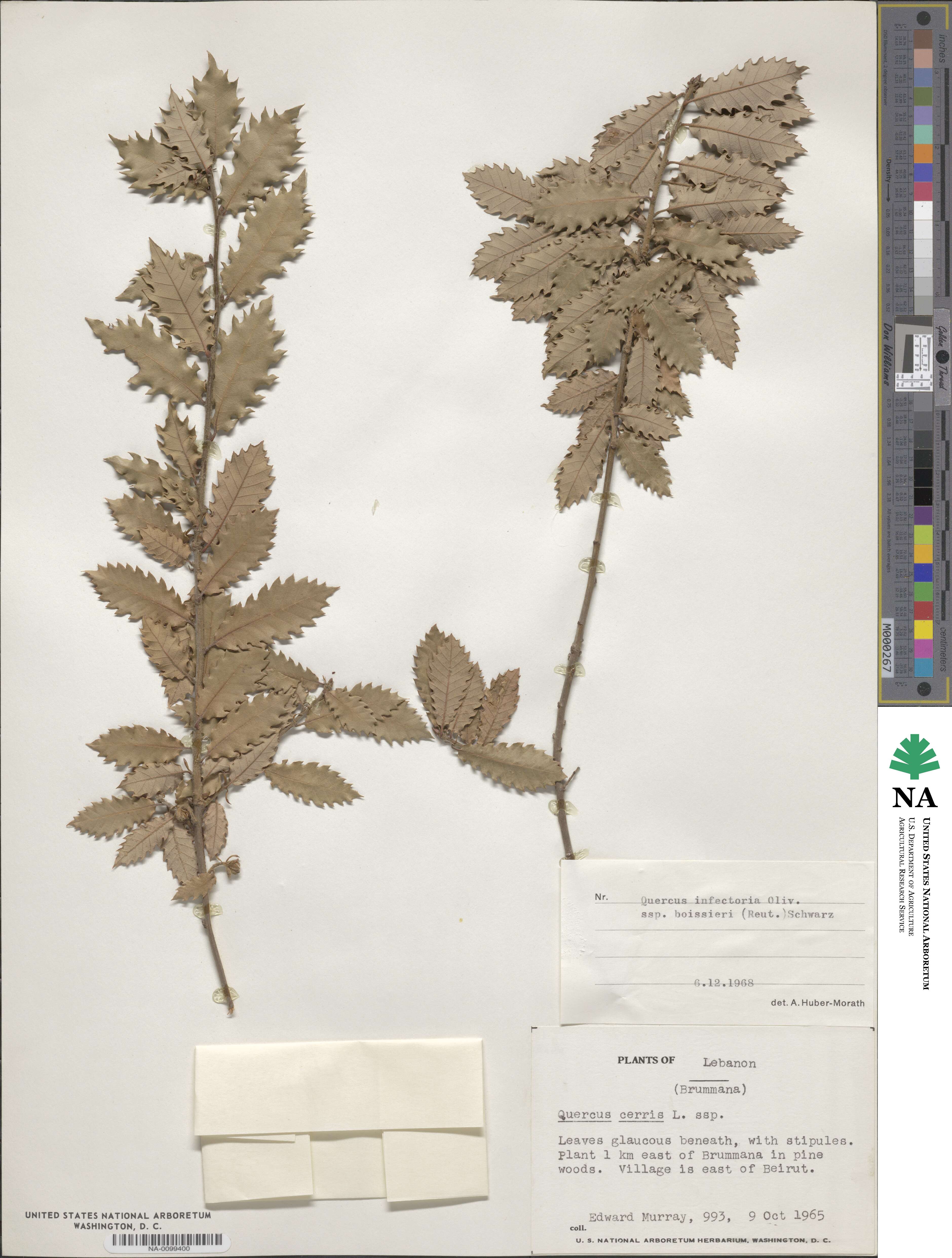 Quercus infectoria subsp. veneris image