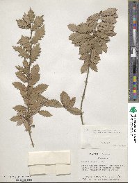 Quercus infectoria image