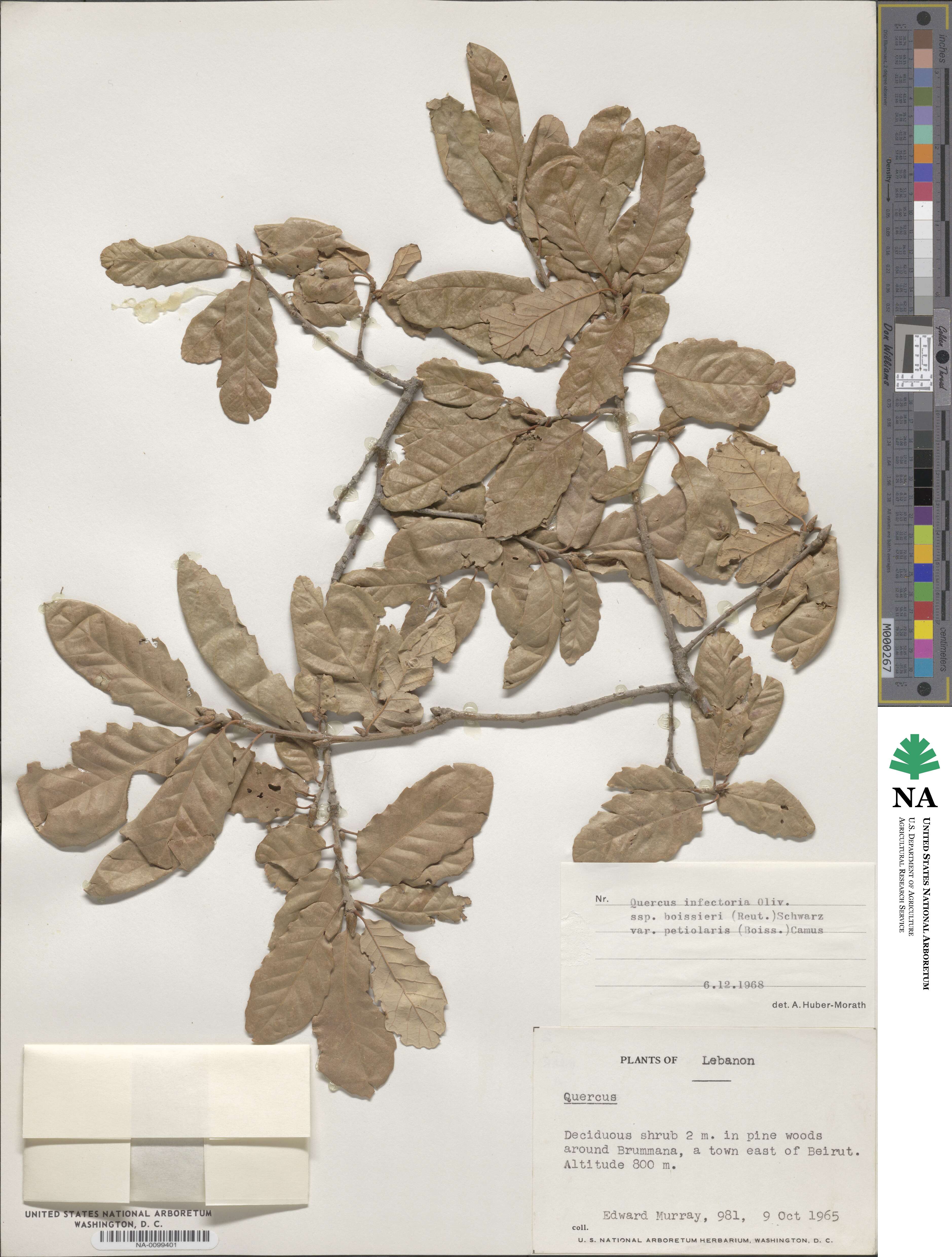 Quercus infectoria subsp. veneris image