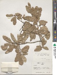 Quercus infectoria image