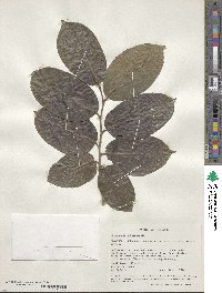 Holoptelea integrifolia image