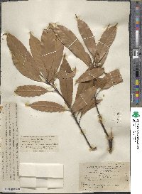 Image of Lithocarpus iteaphyllus