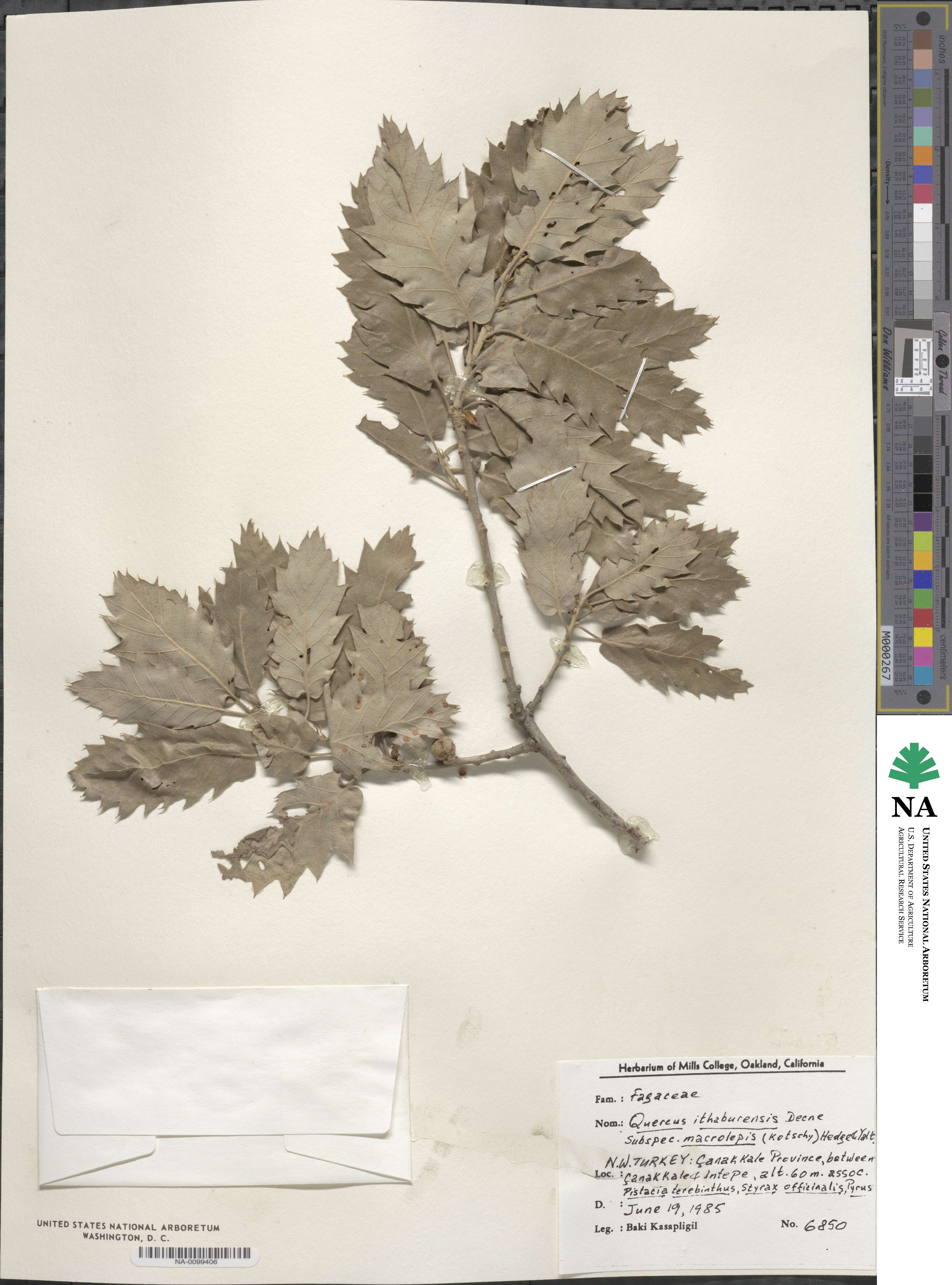 Quercus ithaburensis image