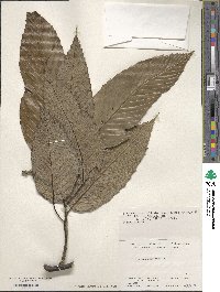 Quercus lamellosa image