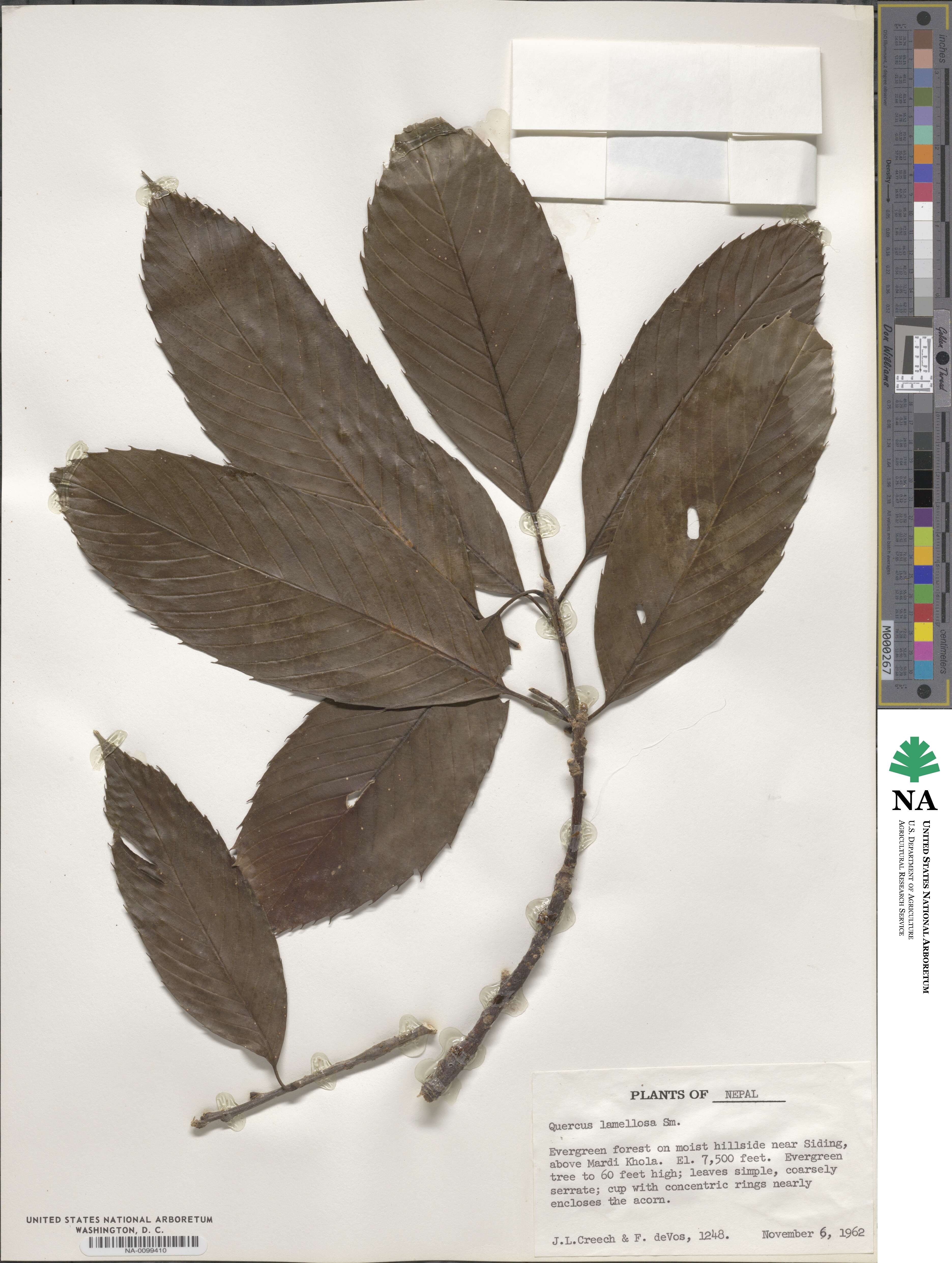 Quercus lamellosa image