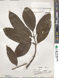 Quercus lamellosa image