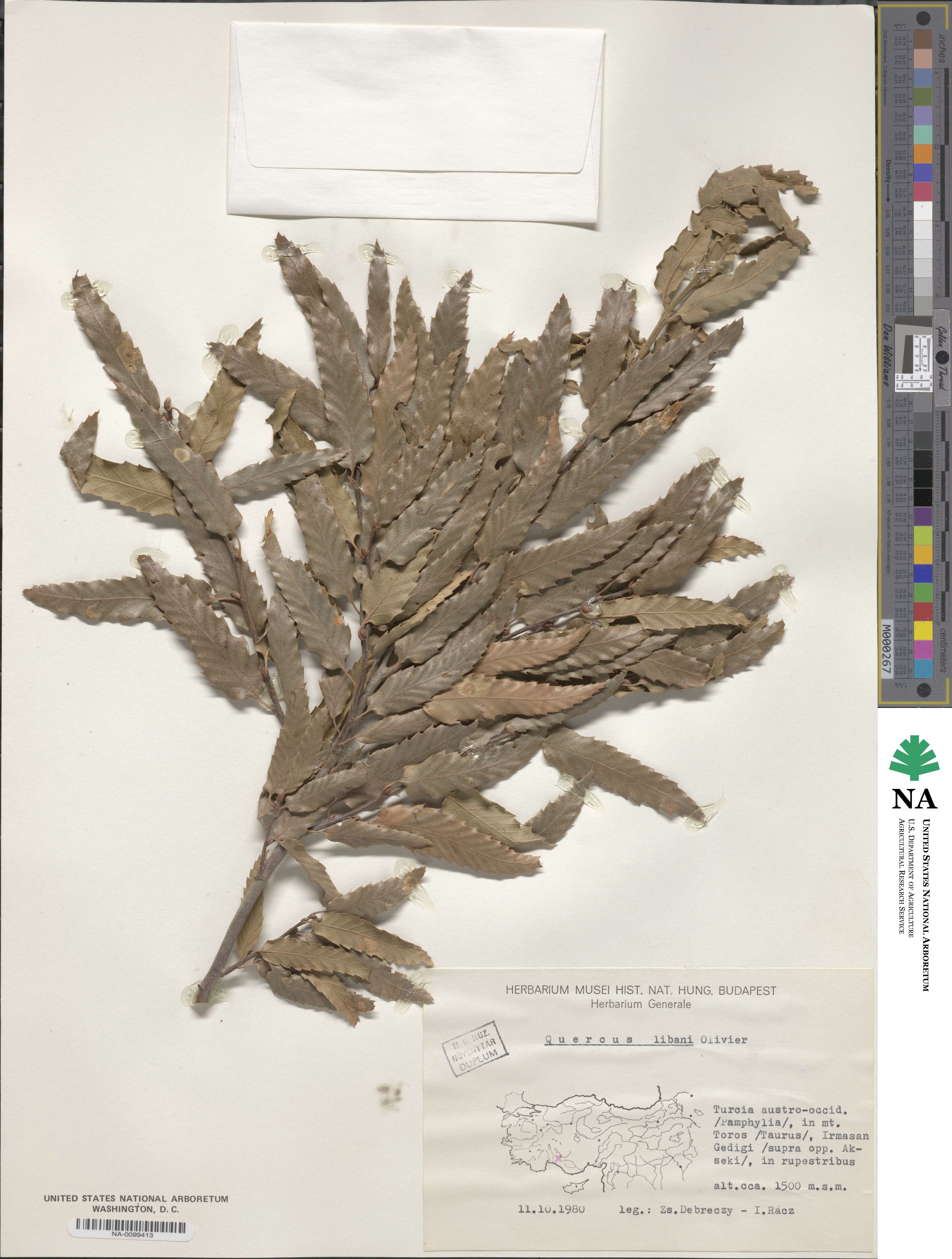 Quercus libani image