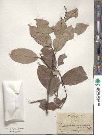 Lithocarpus litseifolius image