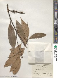 Lithocarpus litseifolius image