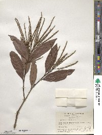 Lithocarpus litseifolius image