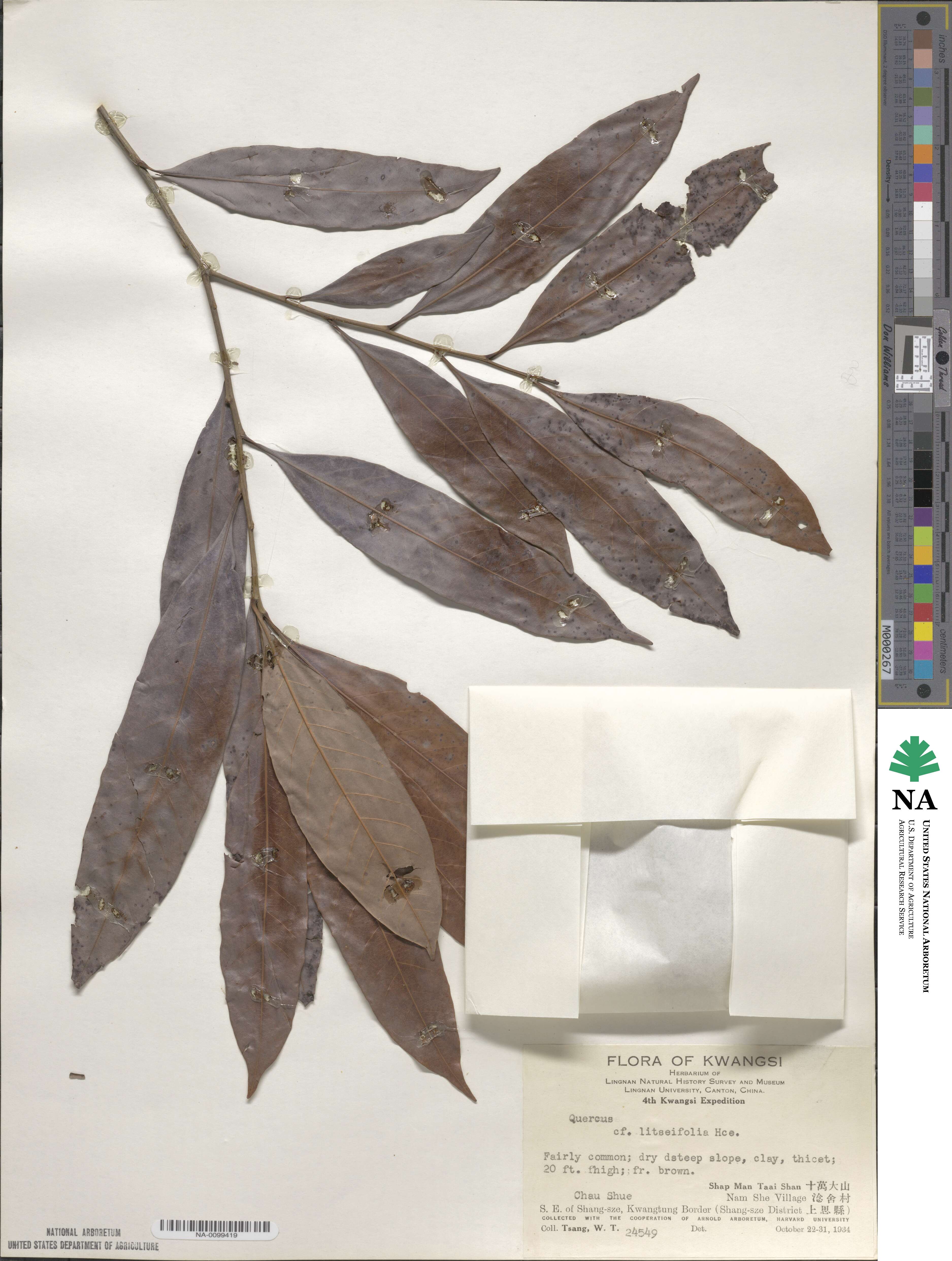 Lithocarpus litseifolius image