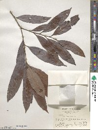 Lithocarpus litseifolius image