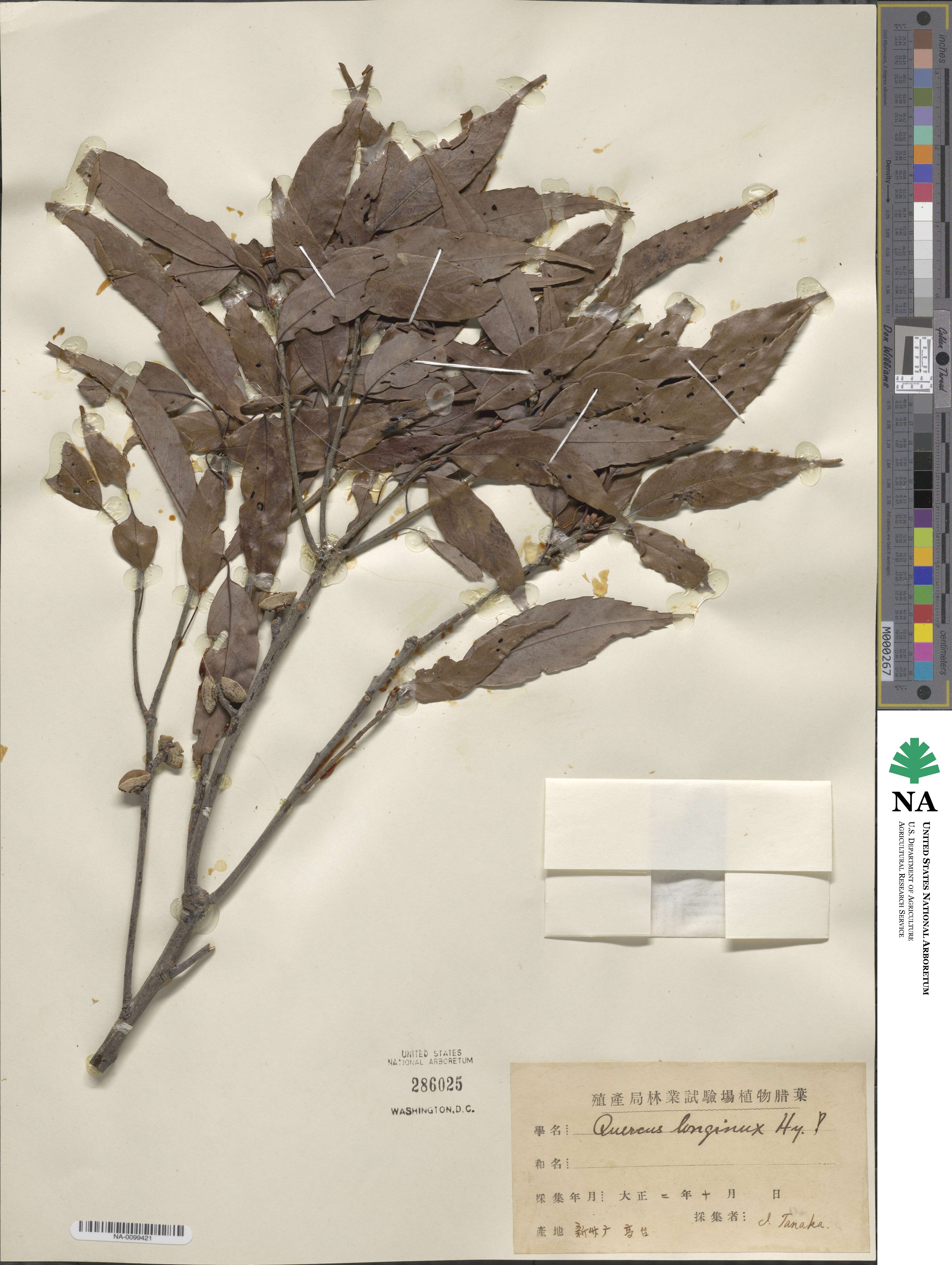 Quercus longinux image