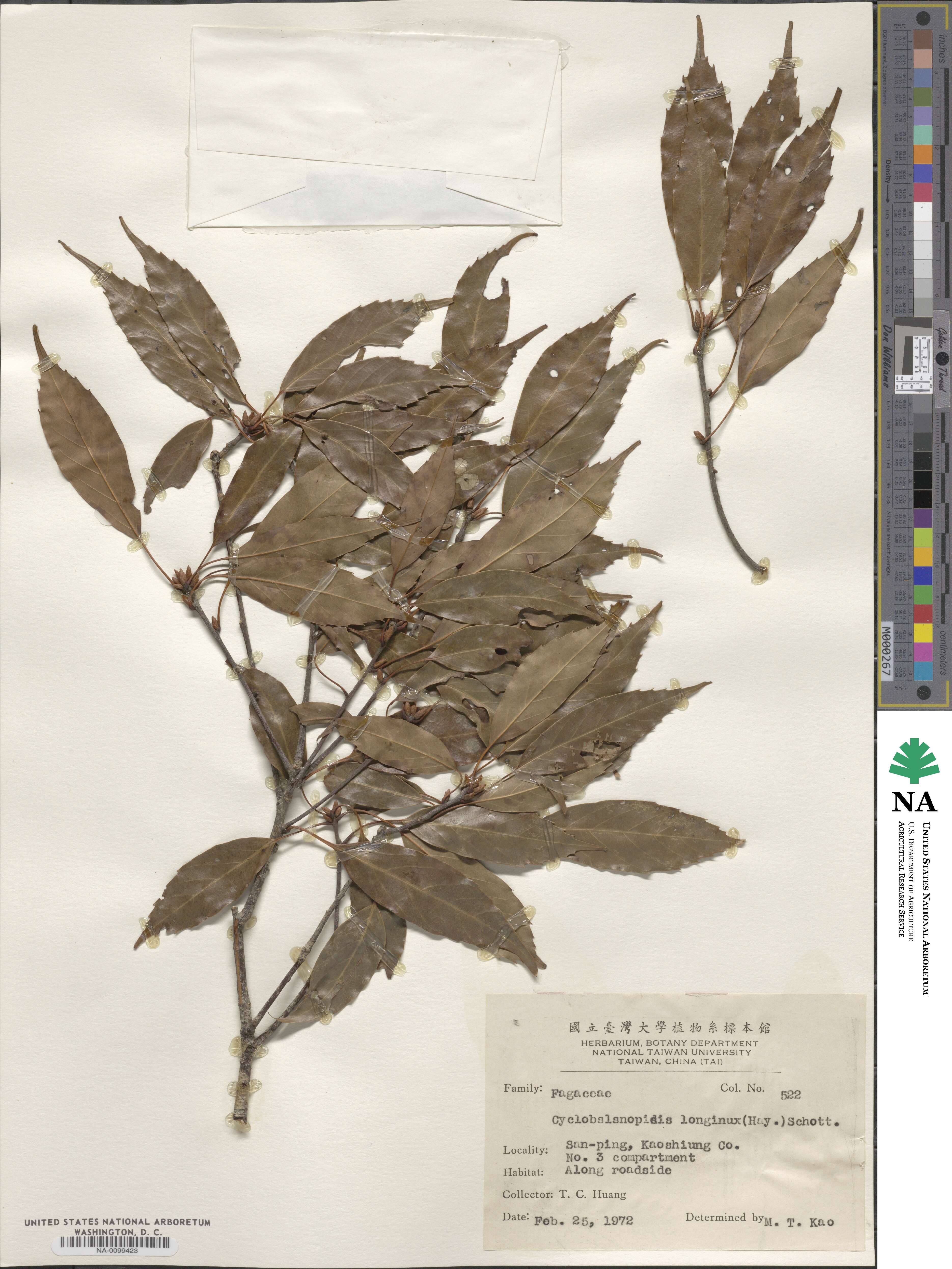 Quercus longinux image