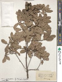 Quercus lusitanica image