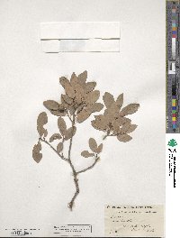 Quercus lusitanica image