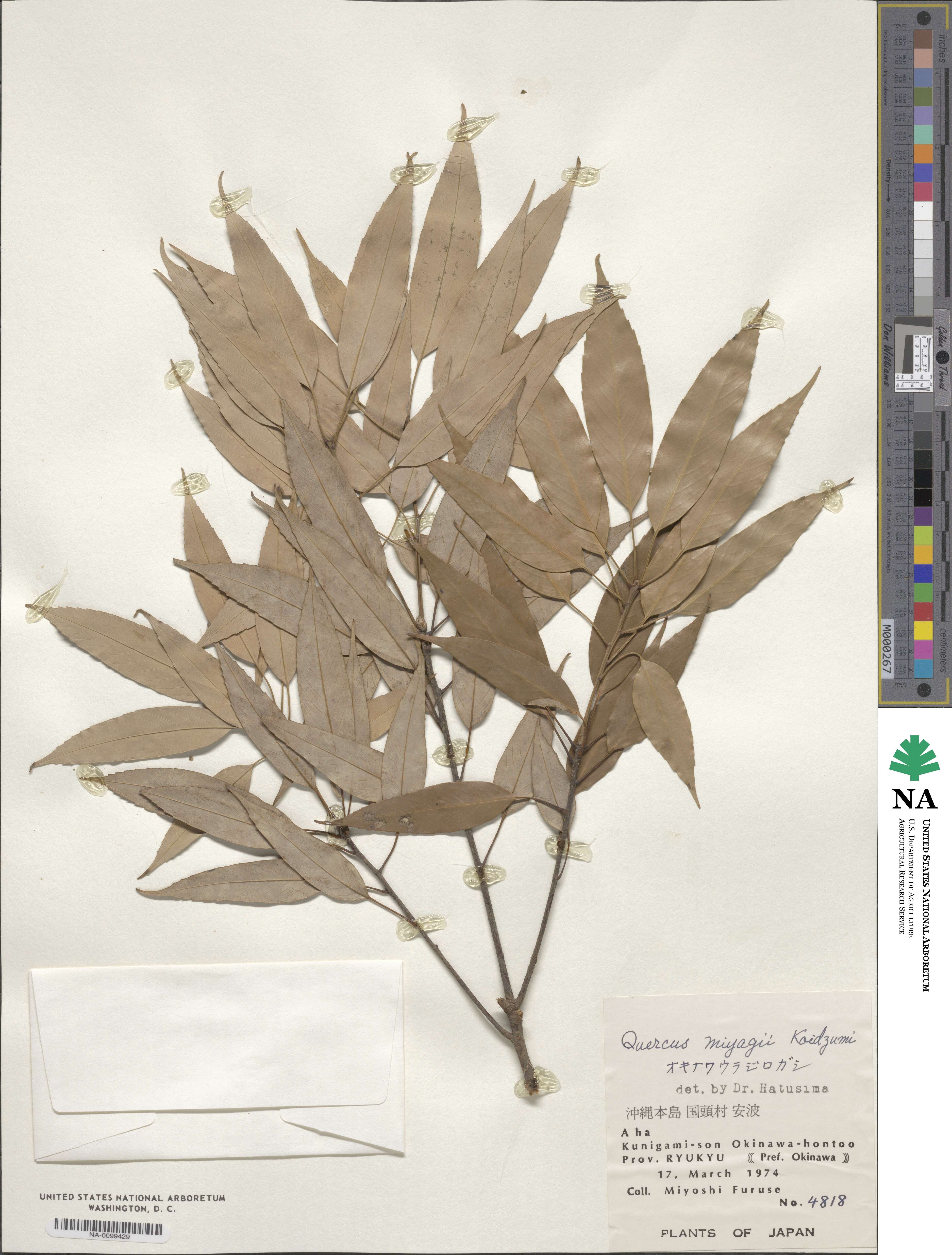 Quercus miyagii image