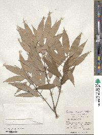 Quercus miyagii image