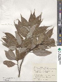 Quercus miyagii image