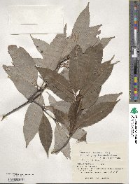 Quercus miyagii image