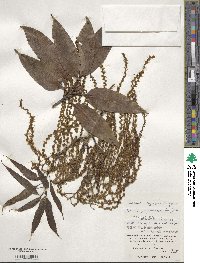 Quercus miyagii image