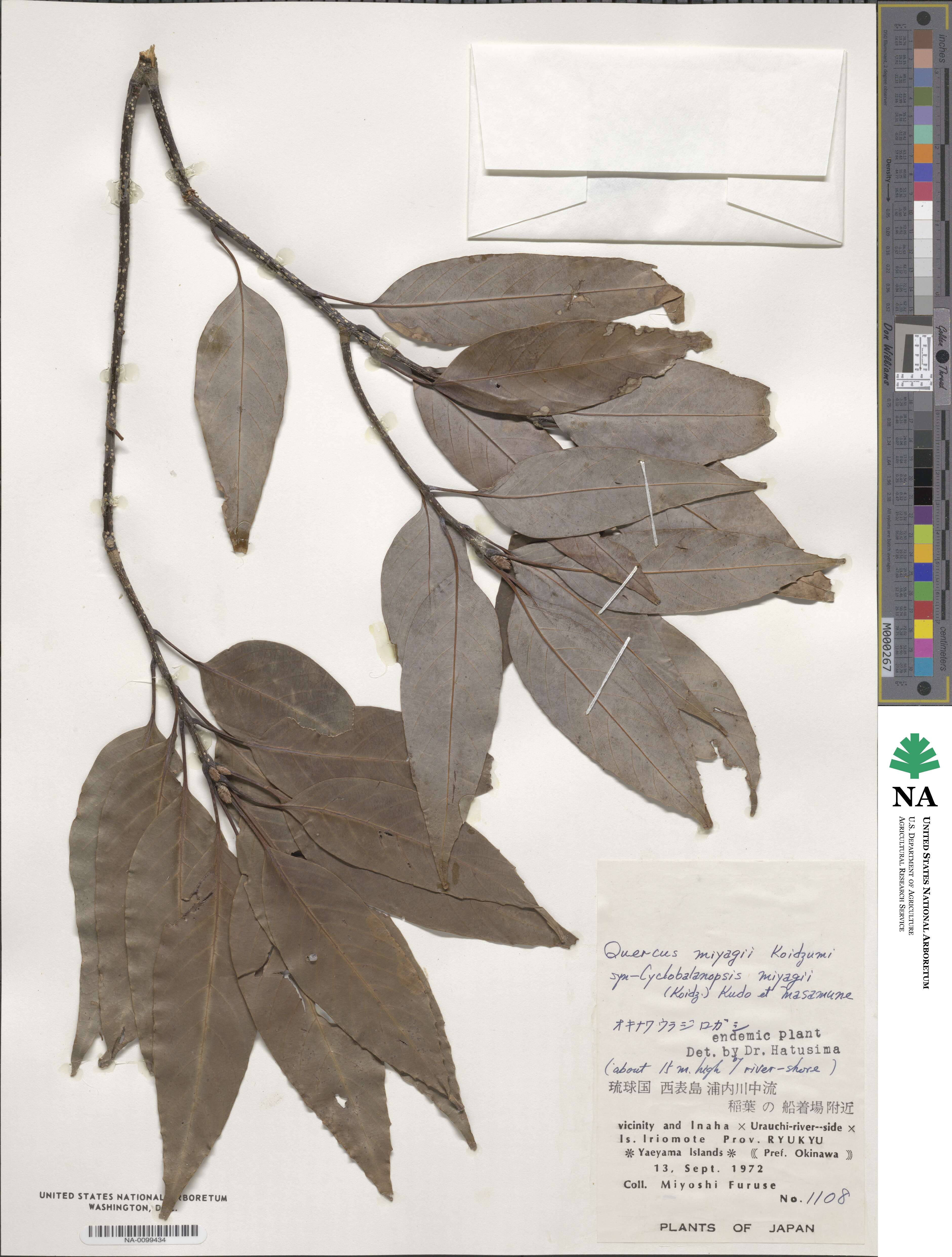 Quercus miyagii image