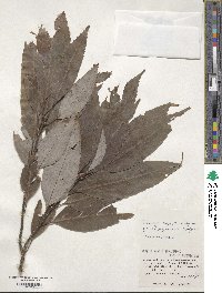 Quercus miyagii image