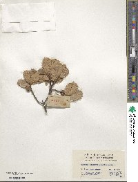 Quercus monimotricha image