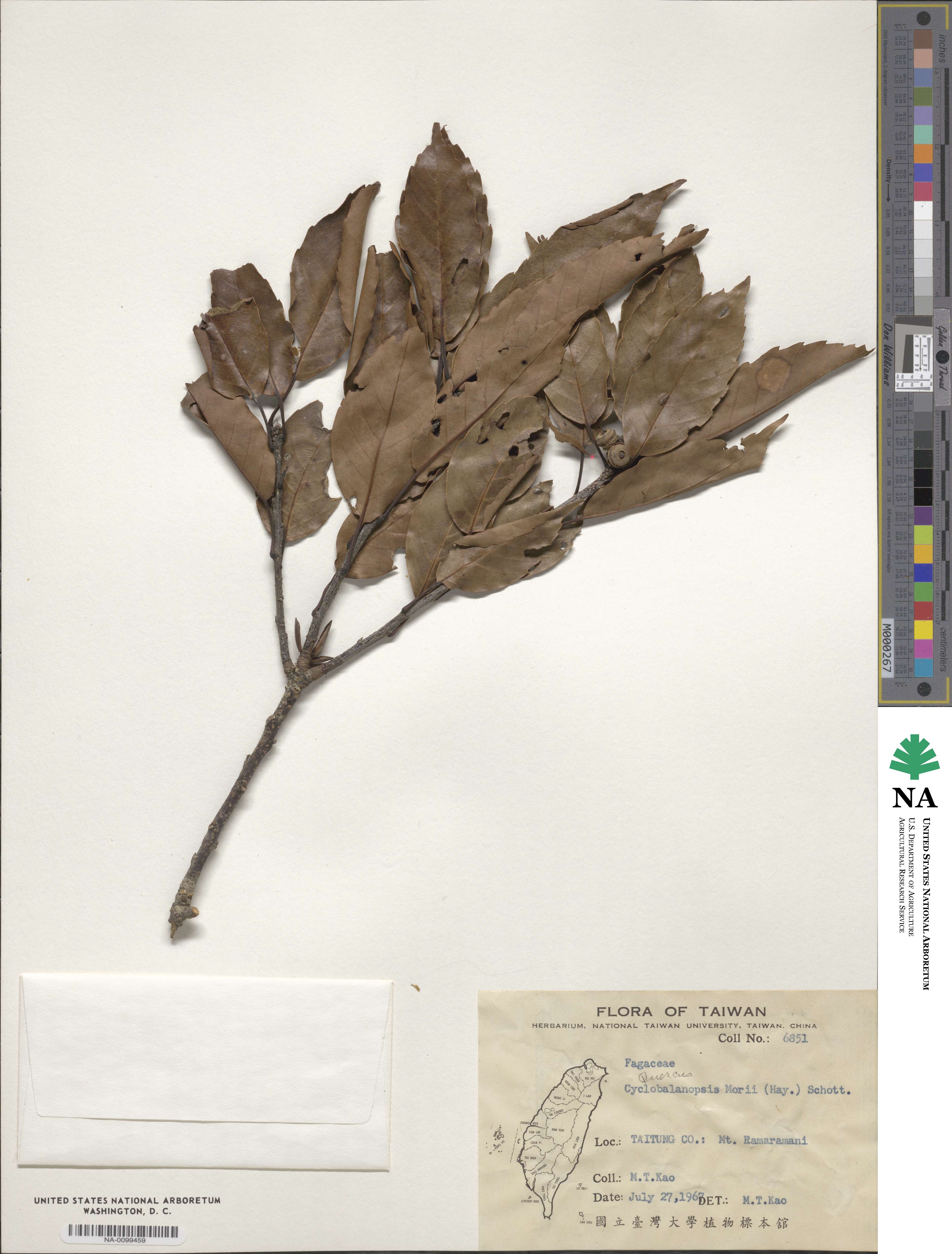 Quercus morii image