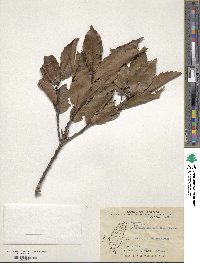 Quercus morii image