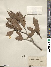 Quercus morii image