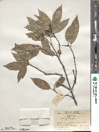 Quercus myrsinifolia image