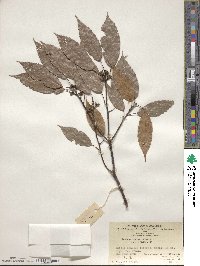 Quercus myrsinifolia image