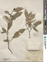 Quercus myrsinifolia image