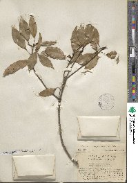 Quercus myrsinifolia image