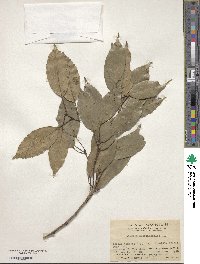 Quercus myrsinifolia image