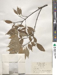 Quercus myrsinifolia image