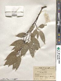 Quercus myrsinifolia image