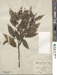 Quercus myrsinifolia image