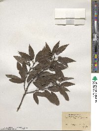 Quercus myrsinifolia image