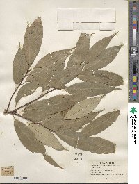 Quercus myrsinifolia image