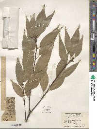 Quercus myrsinifolia image